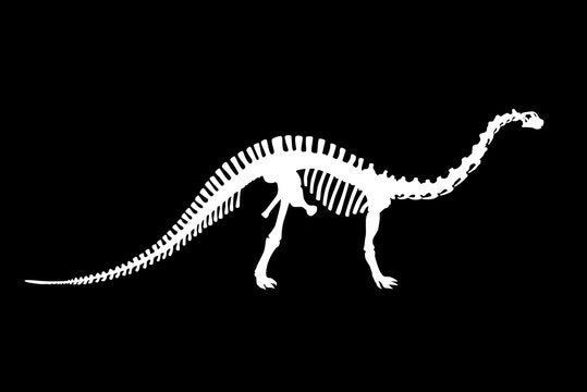 Apatosaurus short sleeve black T-shirt or white shirt (back)