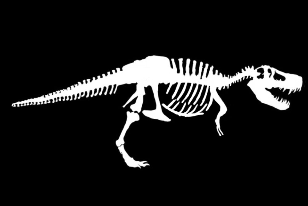 T-rex short sleeve black T-shirt or white shirt(back)
